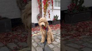 Labradoodle puppy Saturday morning London [upl. by Aubrette332]