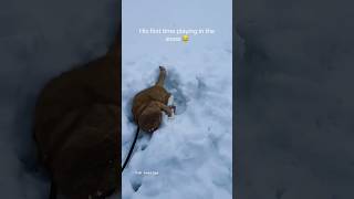 Playing in the snow white cat funnyanimals shorts funny [upl. by Blackmun]