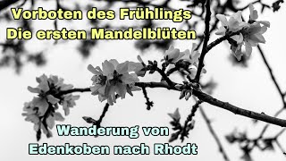 Vorboten des Frühlings  Mandelblüte  Von Edenkoben nach Rhodt [upl. by Zerat]