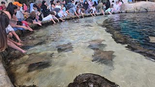 Cownose Ray Kids Playing and feeding Rays Ray Fish  Sea World  Abudhabi [upl. by Ecar32]