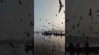 Seagull Symphony [upl. by Slen]