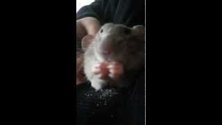 Pet dumbo rat eating a cheerio [upl. by Prudence]