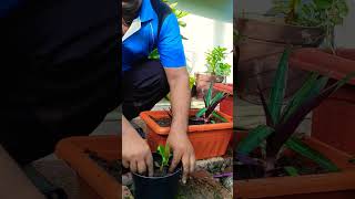 Rhoeo Plant 🌱 Repotting hangingplant🪴🎍 trending gardening plants🥀 [upl. by Cavit663]