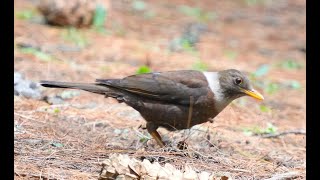 Whitecollared Blackbird female白頸鶇母鳥 [upl. by Morena]