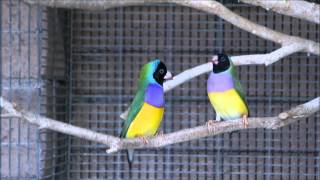 Gouldian finch mating ritual interupted [upl. by Dorrej516]