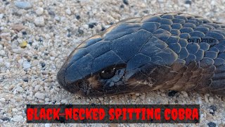 BLACK COBRA  Blacknecked spitting cobra [upl. by Ecydnac]