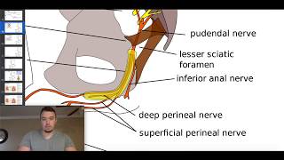 The Pudendal Plexus Levator Ani Nerve amp the Coccygeal Plexus [upl. by Tadeo]