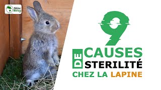 9 causes de stérilité chez une lapine [upl. by Nicki]