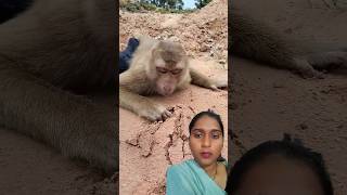 Monkey 🐒 kya kar raha hai Metti mein animals monkey pets funny cute [upl. by Elleiand]