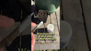 How to Take Fig Cuttings gardening garden learning shorts [upl. by Loram]