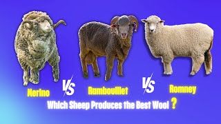 The Battle for BEST Wool Begins  Merino vs Rambouillet vs Romney Sheep [upl. by Neelahtak]