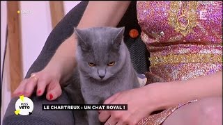 Le Chartreux  un chat royal [upl. by Tteve316]