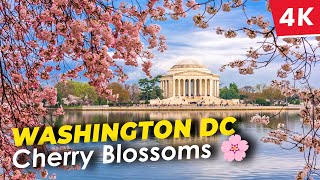 4K 🇺🇲🌸 Exploring the Beauty of the National Cherry Blossom Festival in Washington DC USA [upl. by Ydne]