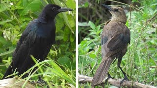 Boattailed Grackle call [upl. by Lafleur131]