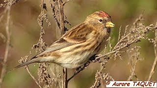 Sizerin cabaret Acanthis cabaret  Lesser Redpoll [upl. by Shabbir858]