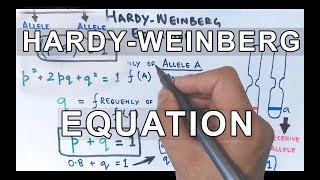 HardyWeinberg Equation  Detailed [upl. by Bronez]