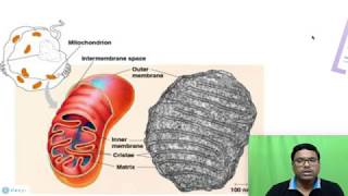 Eukaryotic Cell Mitochondria [upl. by Kiah710]