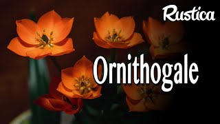 L’Ornithogalum [upl. by Sauveur]