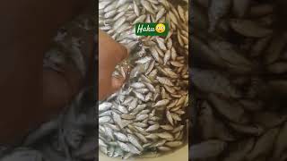 😳Hakushortvideo shortviral smallfishcurry fish shaku1269 [upl. by Adriane]