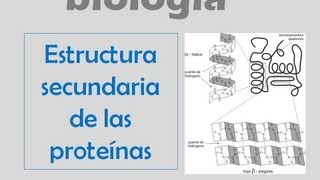 Estructura secundaria de las proteínas [upl. by Haleemak]