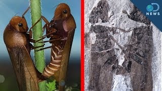 Ancient Porn Fossil Reveals Bugs Having Sex [upl. by Eikcaj851]