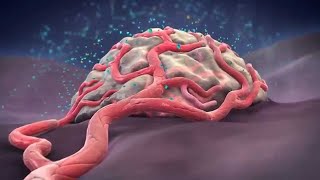 In vivo Anti Angiogenic Activity of 2 Methoxyestradiol in Sarcoma 180 Tumour Cell Line [upl. by Jenei]