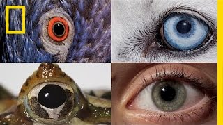 Watch How Animals and People See the World Differently  National Geographic [upl. by Elman]