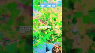 Hara bhara rahe Mera gher angan🙏🙏🙏youtubeshorts tyt sortvideo bhaktisong reelsvideo viralvideo [upl. by Lleznov]