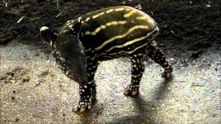 Tapir Baby Squeaks Rare Malayan Tapir Born at Port Lympne [upl. by Daegal]