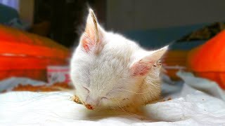 Blind and Deaf Poor Kitten With Seizures Has to Stay Strong  hungry kitten wants food  Lucky Paws [upl. by Dripps]