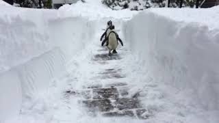 Penguins waddling through snow [upl. by Enialahs620]