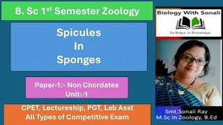 Spicules In Sponges  BSc 1st Semester biologywithsonali zoology spicules cpet porifera [upl. by Naesed]