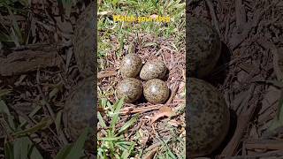 Australian backyard pets Masked Plover [upl. by Aicnom]