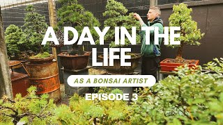 A Day In The Life As An Australian Bonsai Artist POV  Ep 3 [upl. by Ahtoelc251]