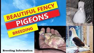 Mastering the Art of Pigeon Breeding Expert Tips for Success [upl. by Lyret]