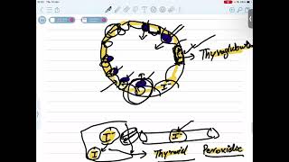 SYNTHESIS OF THYROID HORMONES [upl. by Sproul]