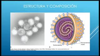 Microbiología II Micología y Virología C3 Orthomyxoviridae Ortomixovirus [upl. by Mignon202]