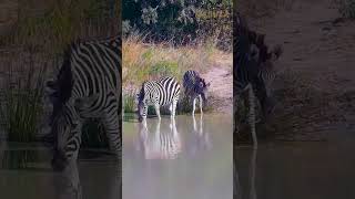 A Beautiful Reflection of Zebras and A Foal Drinking shorts wildlife africanwildlife animals [upl. by Lauree787]