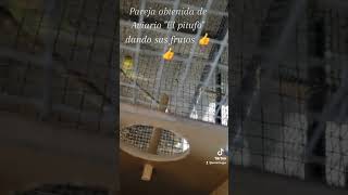 birds aves aviarios pajaros budgies [upl. by Kincaid]