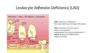 Leukocyte Adhesion Deficiency LAD Injury autoTreatment Defect Code 221 [upl. by Godbeare]