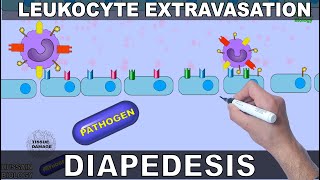 Leukocyte Extravasation  Diapedesis [upl. by Forland]