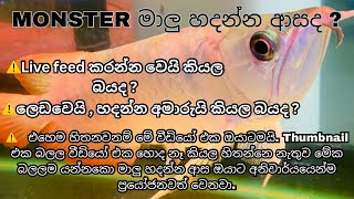 ඇරවානා සහ මොන්ස්ටර් මාලුන්ව කෑම වලට හුරු කරගනිමු How to train Arowana and Monster fish to fish food [upl. by Yendahc]