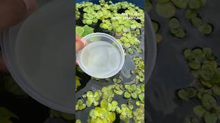 how to feed daphnia culture using dry yeast guppy fishguppy fishfood [upl. by Dall934]