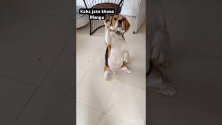 Don’t miss the end😧short explore beagle funny video viralshort [upl. by Tereb839]