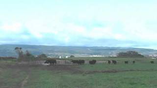 How Cows React To Tub Training in Pasture [upl. by Florrie440]