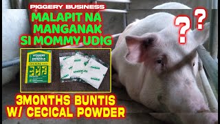 PIGGERY BUSINESS 3 MONTHS BUNTIS NA SI MOMMY UDIG NATIN [upl. by Bradleigh]