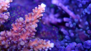 Best way to dose alkalinity in your reef tank [upl. by Aylsworth]