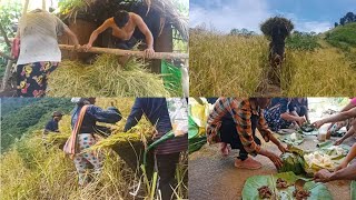 Harvesting And Collecting  Shifting Cultivation  Oryza sativa [upl. by Alyehc364]