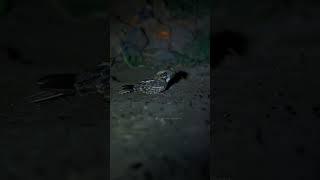 Indian Nightjar  Tipeshwar Call9167724318 nightjar birdsanctuary birds nocturnals tipeshwar [upl. by Adelaida646]