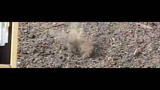 Bullets hitting dirt in slomo [upl. by Ahsercel336]